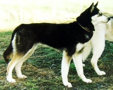 Photo of Vox Celesta’s Stings Vilda