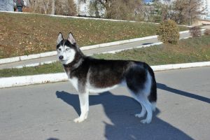 Photo of Zhrica S Goluboy Zvezdy