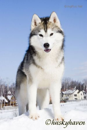 Photo of Husky Haven Velvet Kiss