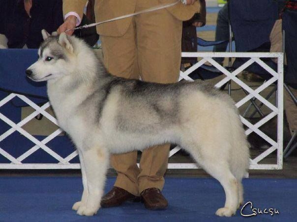 Photo of B-Casper Jr. Of Doghouse Farm