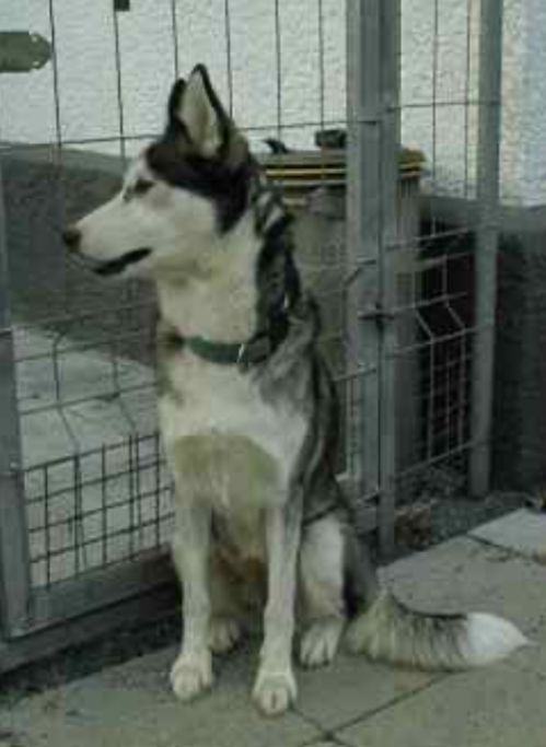 Photo of Aleutian Range Kennels Emily