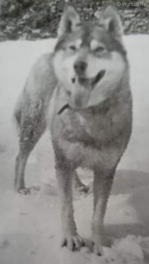 Photo of Dolly (Import)