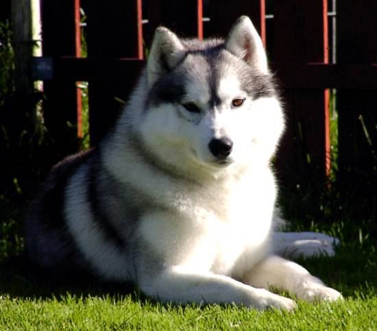 Photo of Arthur Of Doghouse Farm