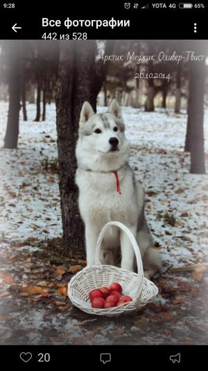 Photo of Arctic Magic Oliver Tvist