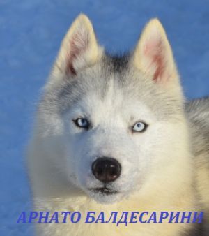 Photo of Arnato Baldesarini Sever