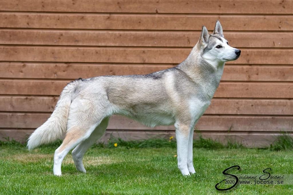 Photo of Sheza Classic Elusive Lynx