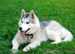 Photo of Husky Haven Anna The Great
