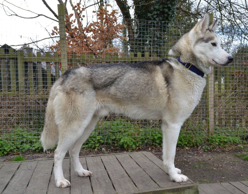 Photo of Chezhiver Halen Rockdog