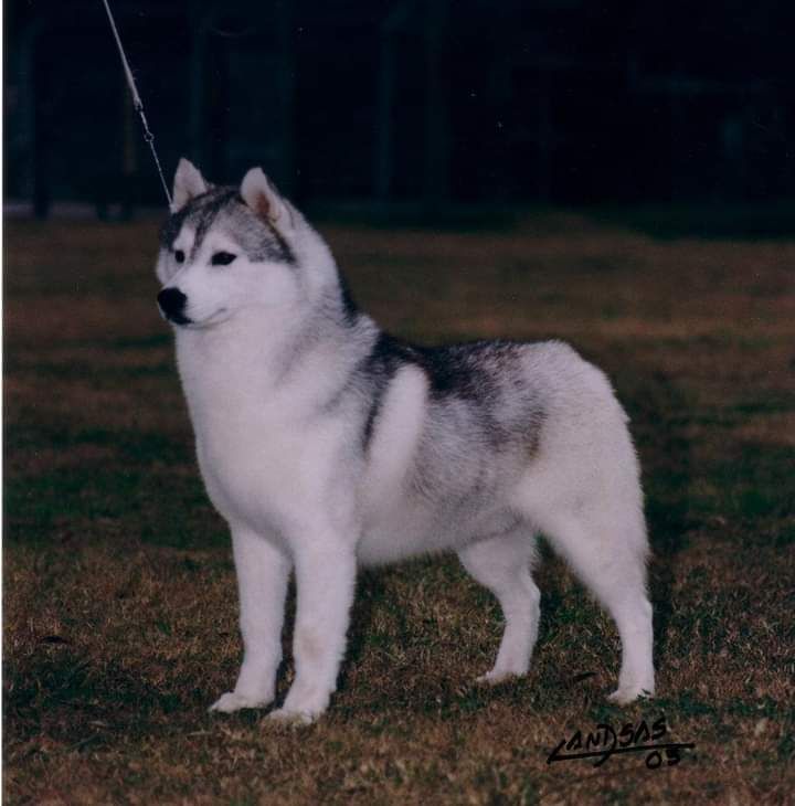 Photo of Sibirland’s Dakota