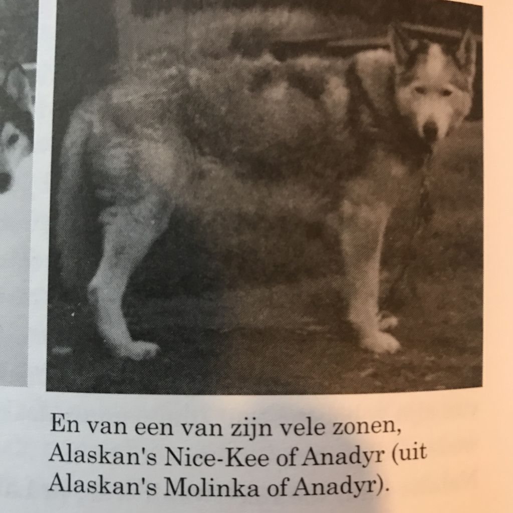 Photo of Alaskan’s Nic-Kee of Anadyr