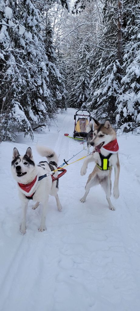 Photo of Lowlandssleddogs Flyra