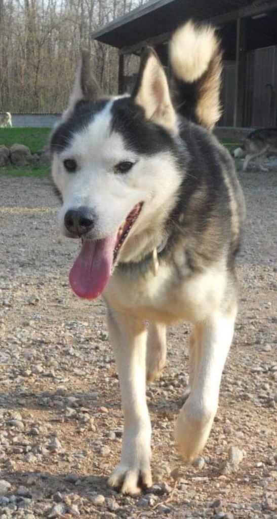 Photo of Il colle siberiano kennel’s Aky