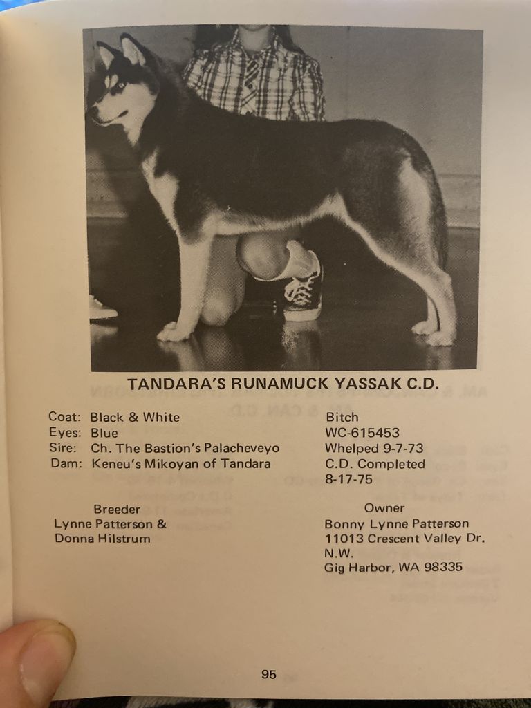 Photo of Tandara’s Runamuck Yassak