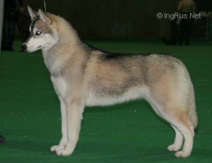 Photo of Arctic Magic The Platinum Angel