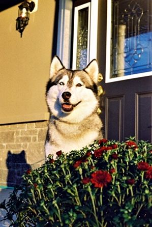 Photo of Kortar’s Kansas Kowgirl
