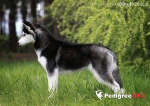 Photo of Annika Star Glorious Roxy
