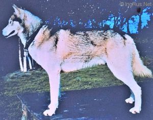 Photo of Takkalik’s Yukon Comet