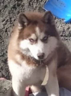 Photo of Miuki Mikado Bruno