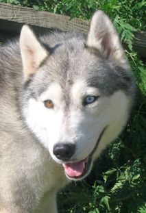 Photo of Kortar’s Sasha Sarazin