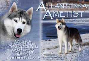 Photo of Atlanterra Ametist