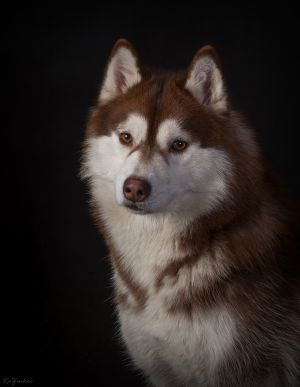Photo of Husky Haven Tabasco Sauce