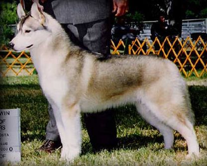 Photo of Zuska’s Collateral Damage