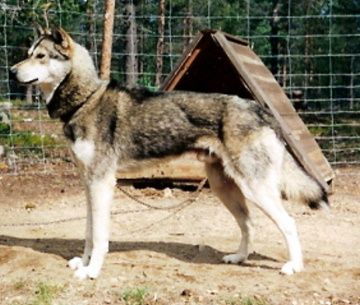 Photo of Arctic Soul Enook