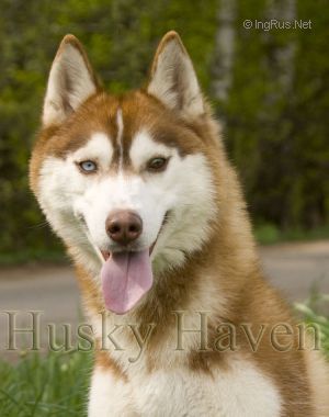Photo of Husky Haven Terra-Cota