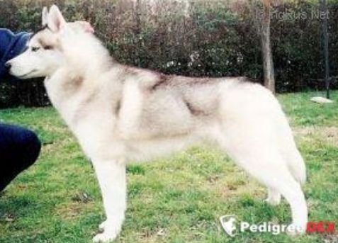 Photo of Sekene’s Winterfrost Tango