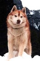 Photo of Arcticsun’s Yukon Gold