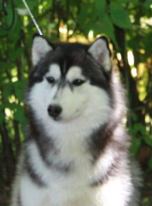 Photo of Vento Libero Dromi Doch Duncana