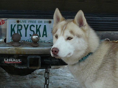 Photo of Kryska's Khilli Dog
