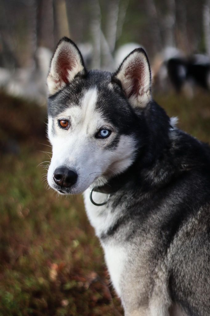 Photo of Nikolai av Chi-Ka Siberians