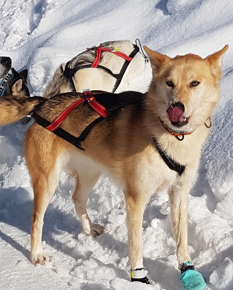 Photo of Ylajärvis IG Ivalo