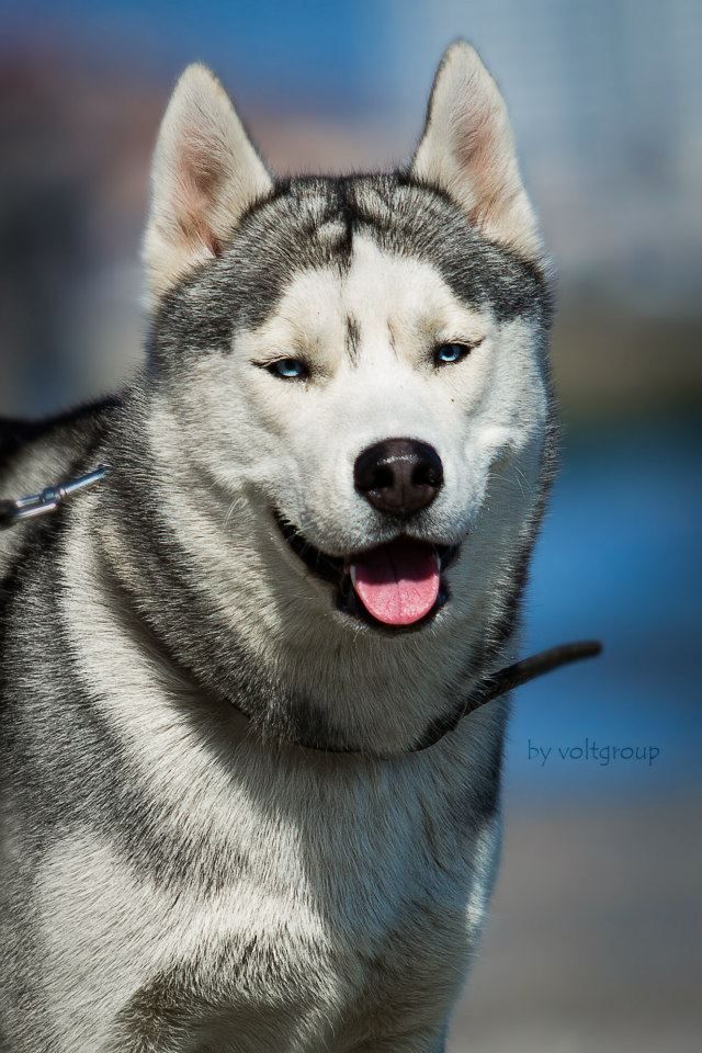 Photo of Bright Brilliant Triumphant Beauty