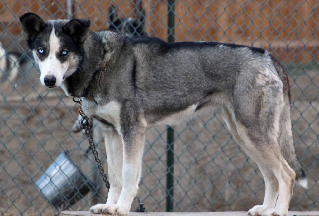 Photo of Deer Creek’s Cinder