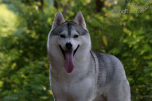 Photo of Navigation To Win Of HuskyLand