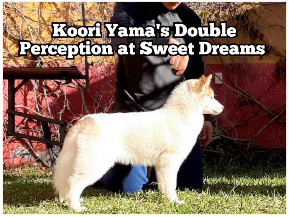 Photo of Koori Yama's Double Perception at Sweet Dreams