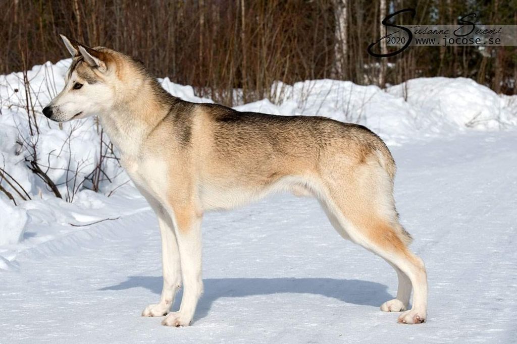 Photo of Sheza Classic Hubbe