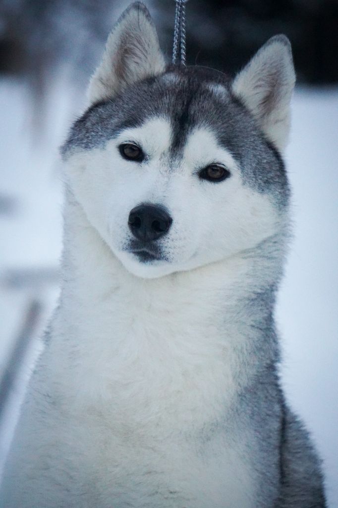 Photo of Snowmist’s Kirri