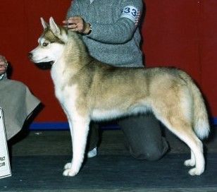 Photo of Snowmist's Another Sheila