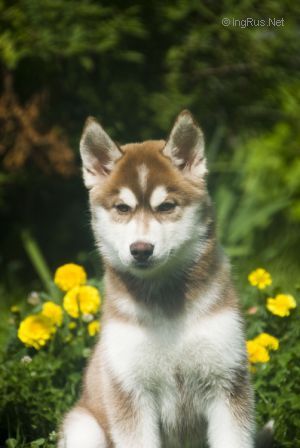 Photo of Husky Haven Nikol' Meri Kidman