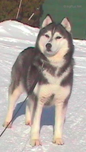 Photo of Karnovanda's Minerva II