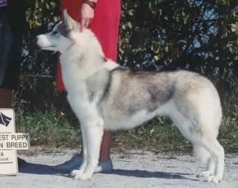 Photo of Bain's Northern Hasta B Chasta