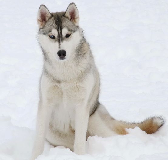 Photo of Sherakan’s Winter Magic