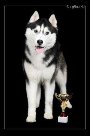 Photo of Husky Haven Entony