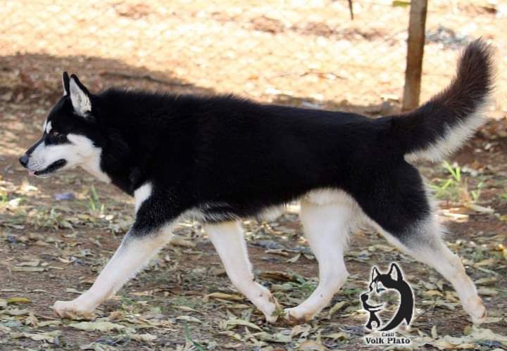 Photo of Vega Star's Querubin