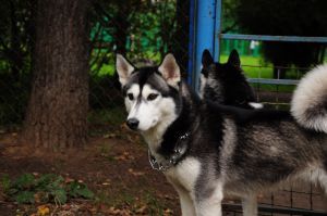 Photo of Rachel Moonlight S Goluboy Zvezdy
