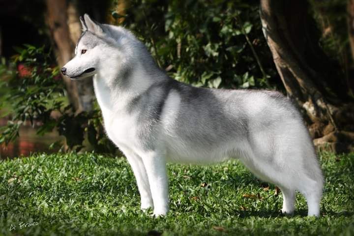 Photo of Nanook’s Shakin’The Nation
