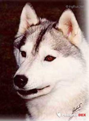 Photo of Kristari’s White Pepper